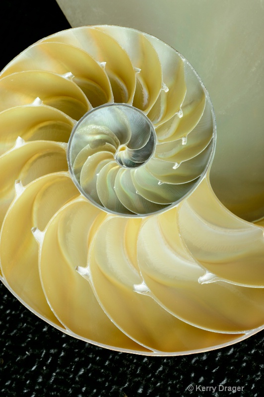 Nautilus SeaShell Design 1