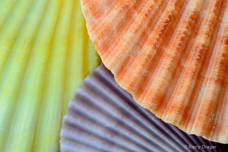 Scallop Shell Pattern 2