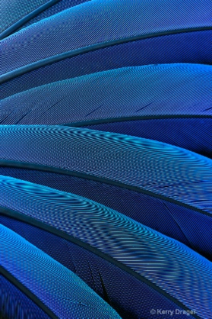 Feather Pattern - Blue 1