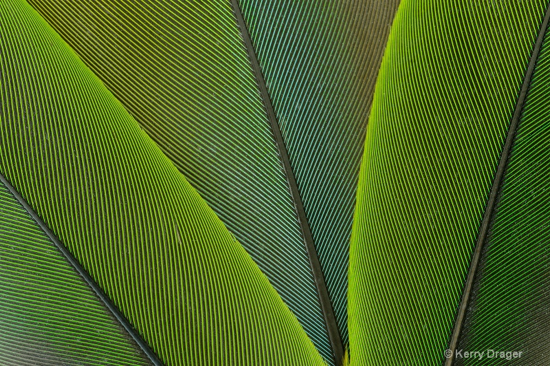 Feather Pattern - Green