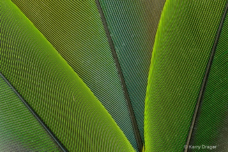 Feather Pattern - Green