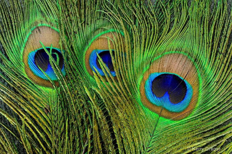 Three Peacock Feathers