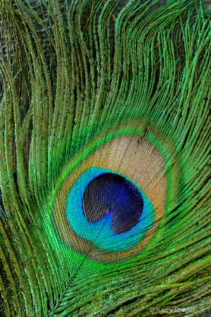 Peacock Feather - Macro