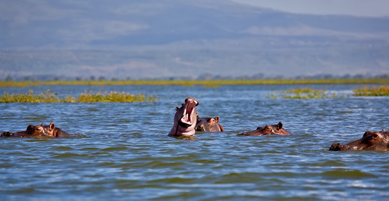 Hippos - Lake Naivasha