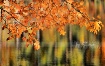 Autumn Glow