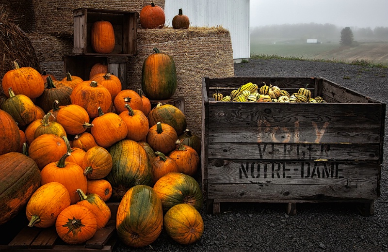 Pumpkins and Fall Squash at the Country Market