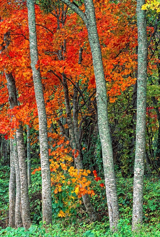 Towada Maples