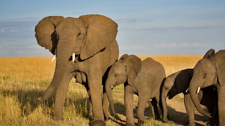  Elephant family 