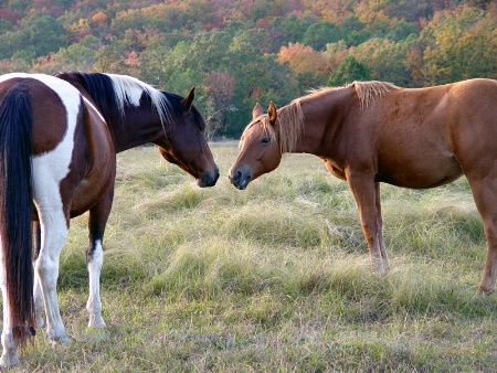 Horses Like Fall, Too