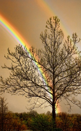 Front Yard Rainbow