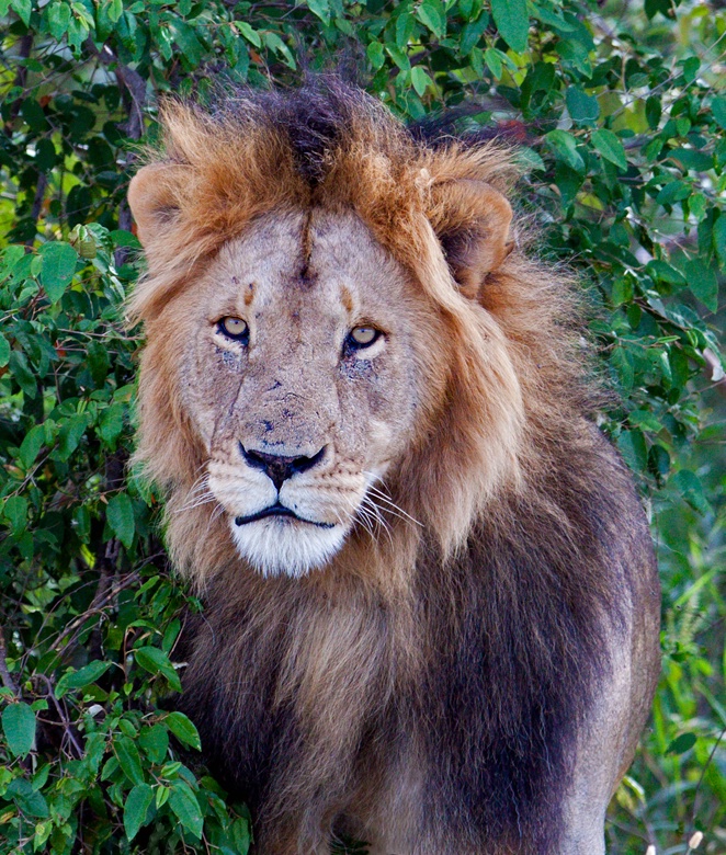 Masai Lion 