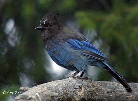 Steller's Jay