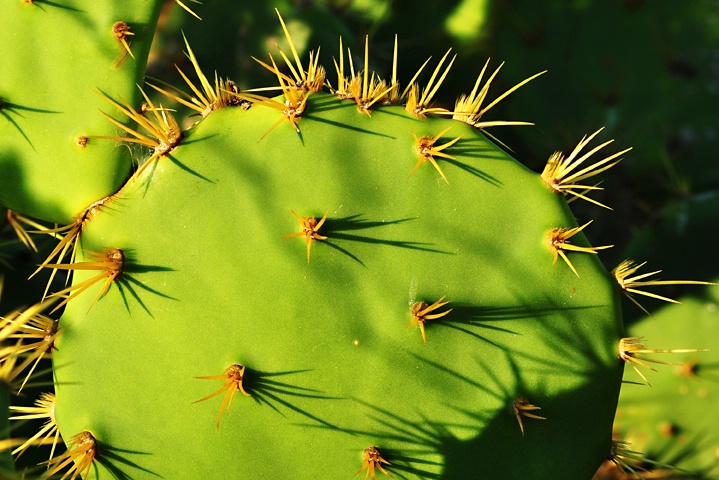 DETAILS OF A NOPAL