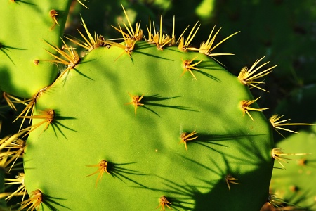 DETAILS OF A NOPAL
