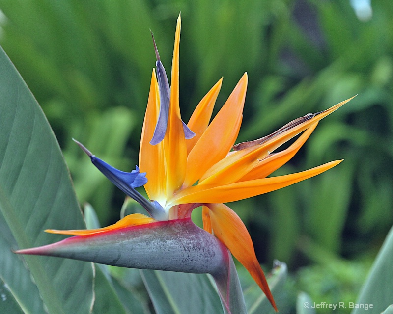 "Bird Of Paradise"