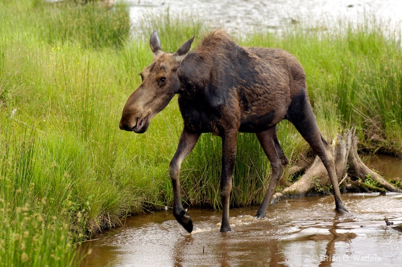 Canadian Juvenile Moose