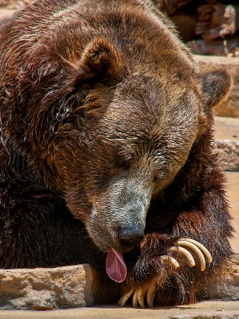 Bear Lick