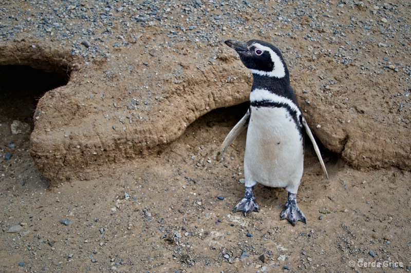 Young Magellanic Penguin Exploring His World - ID: 13622907 © Gerda Grice