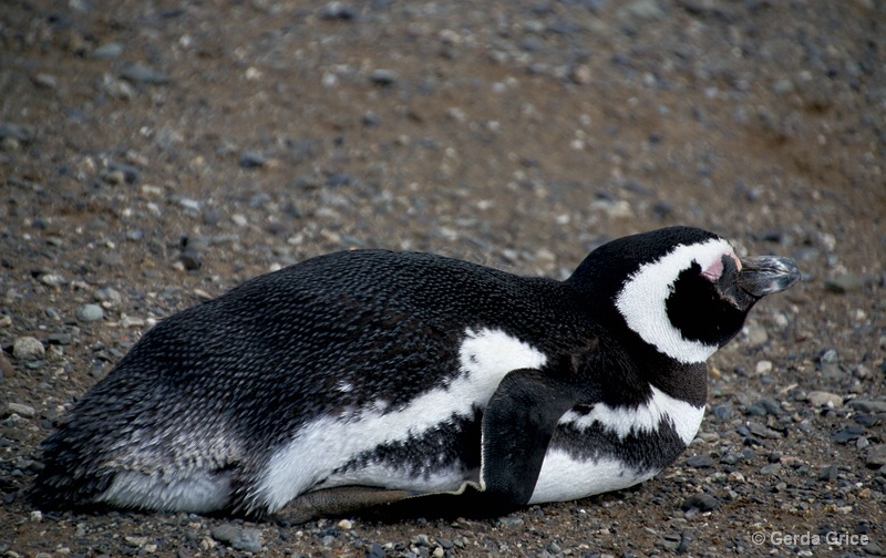 Grabbing a Few Moments of Shuteye - ID: 13622909 © Gerda Grice
