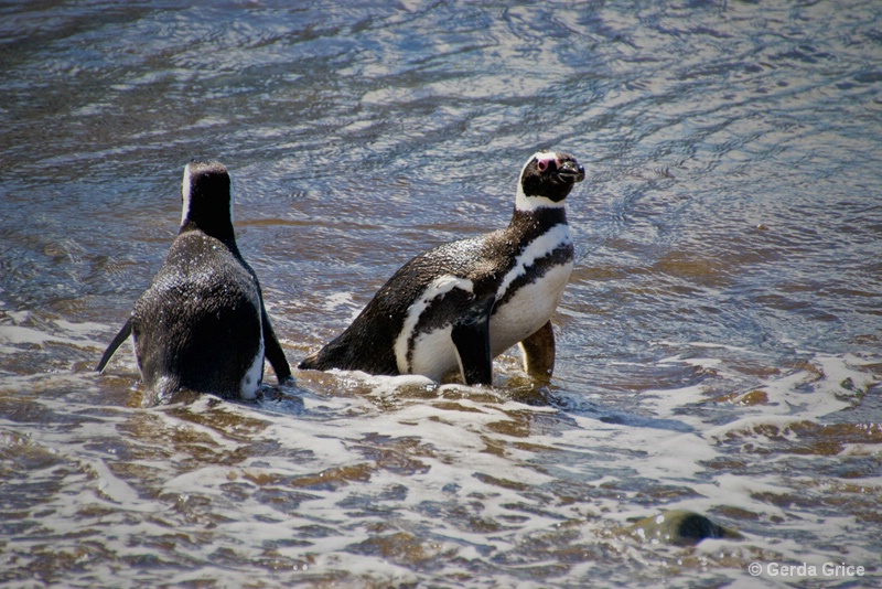 Playing in the Surf - ID: 13622913 © Gerda Grice