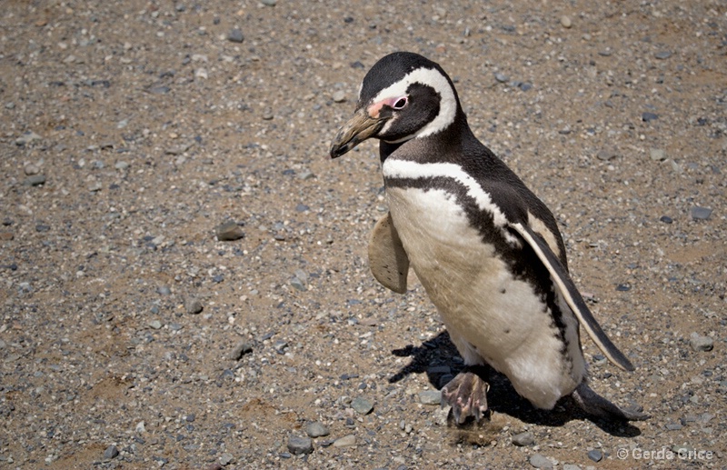 Preoccupied - ID: 13622914 © Gerda Grice