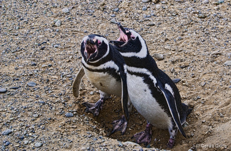 Calling Out - ID: 13622920 © Gerda Grice