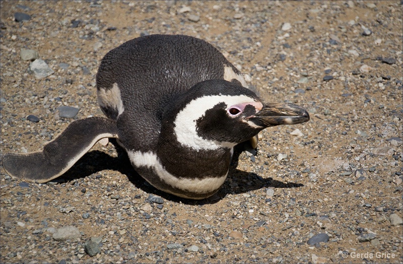 Close View of Magellanic Penguin - ID: 13622921 © Gerda Grice