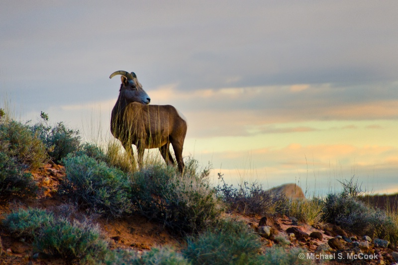 Big Horn Sheep at Sunset
