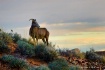 Big Horn Sheep at...