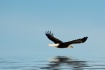 Soaring Eagle