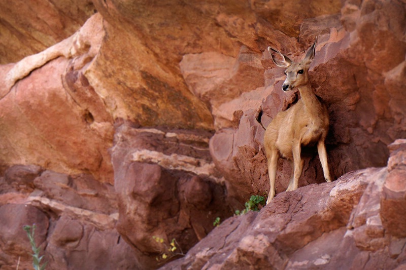 Deer at Red Rocks