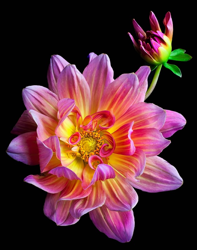 Dazzling, Delicate Dahlias