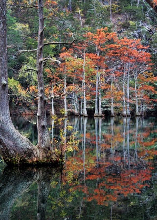 In The Cypress Swamp