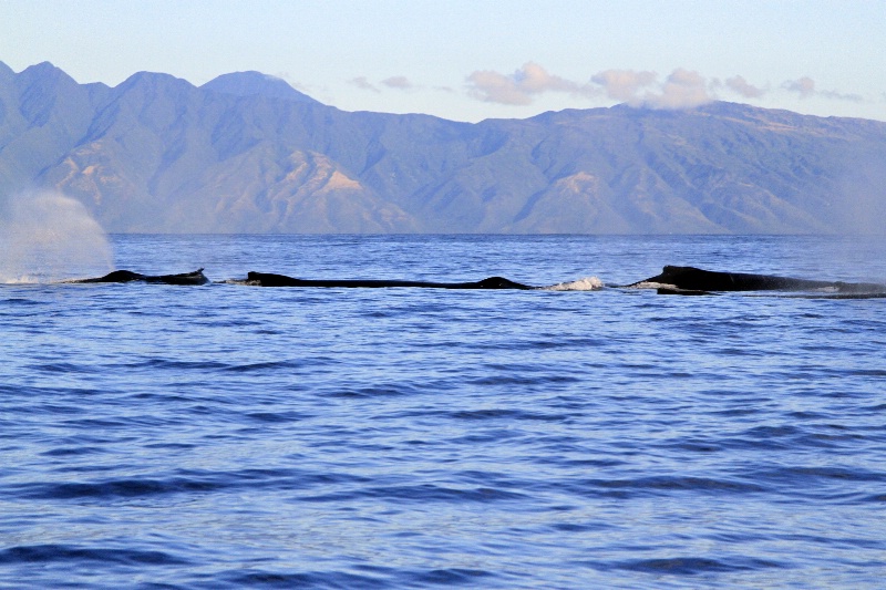 Three Whales