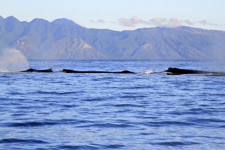 Three Whales