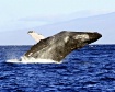 Humpback Whale.