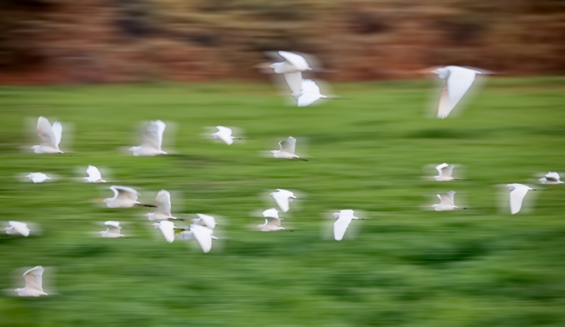 Egrets in Motion 