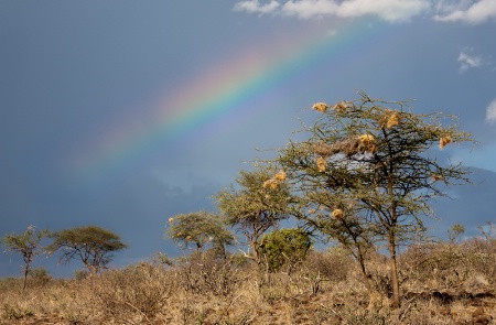 A Rainbow in Samburu forest