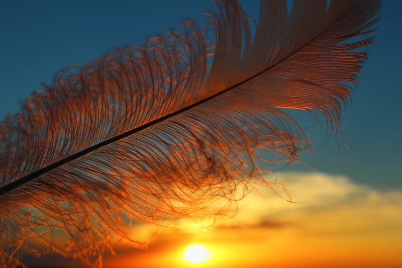 Sunset Feather