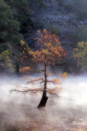 The Beauty Of A Misty Morning