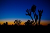 Desert Calm