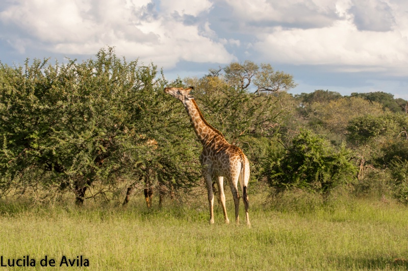 Giraffe feeding from a tall tree
