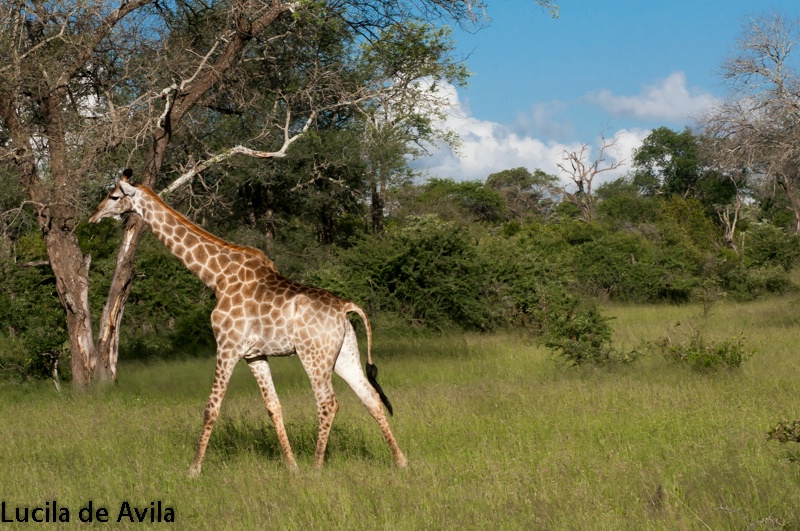 Giraffe unthreatened  by our presence at Mala Mala