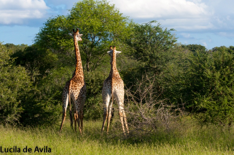 Two Giraffes in Mala Mala Game Reserve in South Af