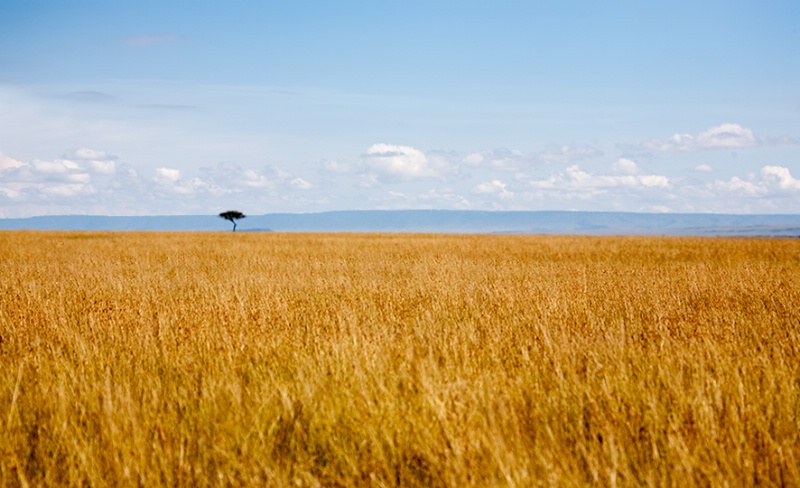 Golden Grasslands of Masai 