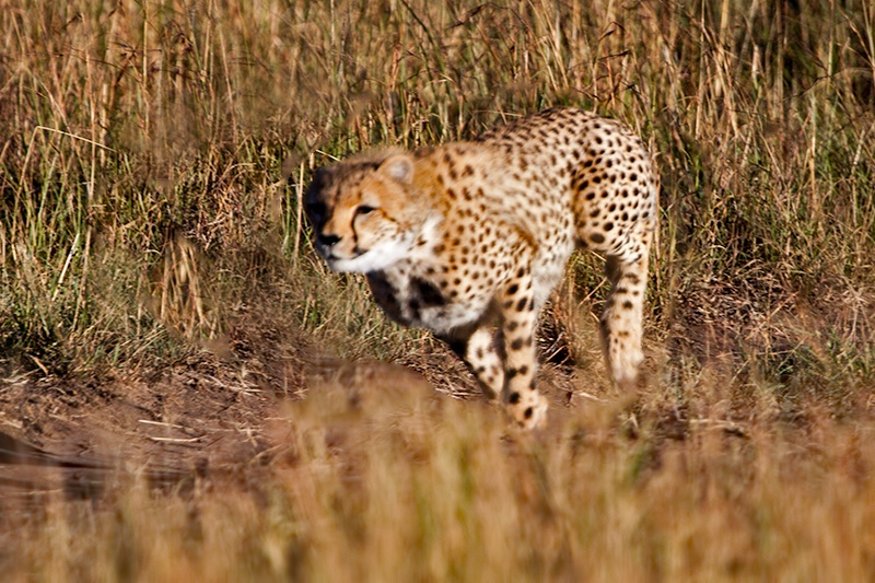 Cheetah on the Run 