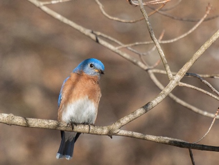First Bluebird of the Year