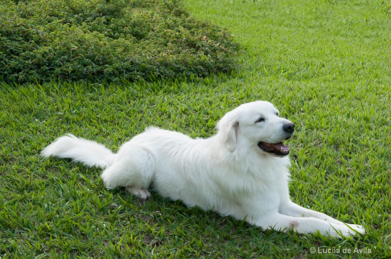 White Dog in Green Grass Background
