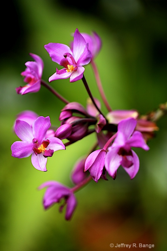 "Orchid #7 - Spathoglottis Plicata"