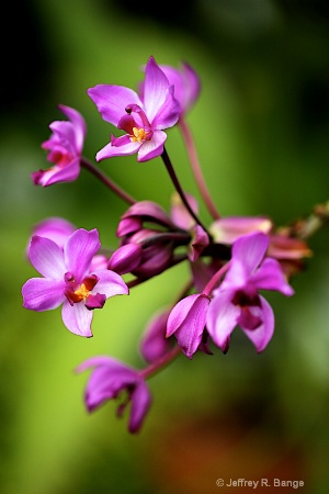 "Orchid #7 - Spathoglottis Plicata"